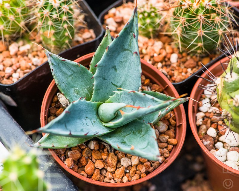 Image - seedling of Succulent plant Agave parrasana