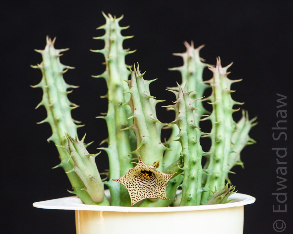 Image - Succulent plant Huernia mccoyi in flower