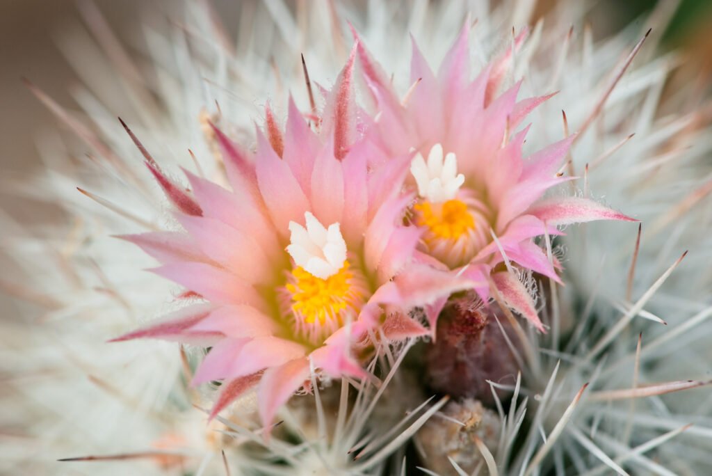 Flowers of the tiny cactus species, Escobaria minima
